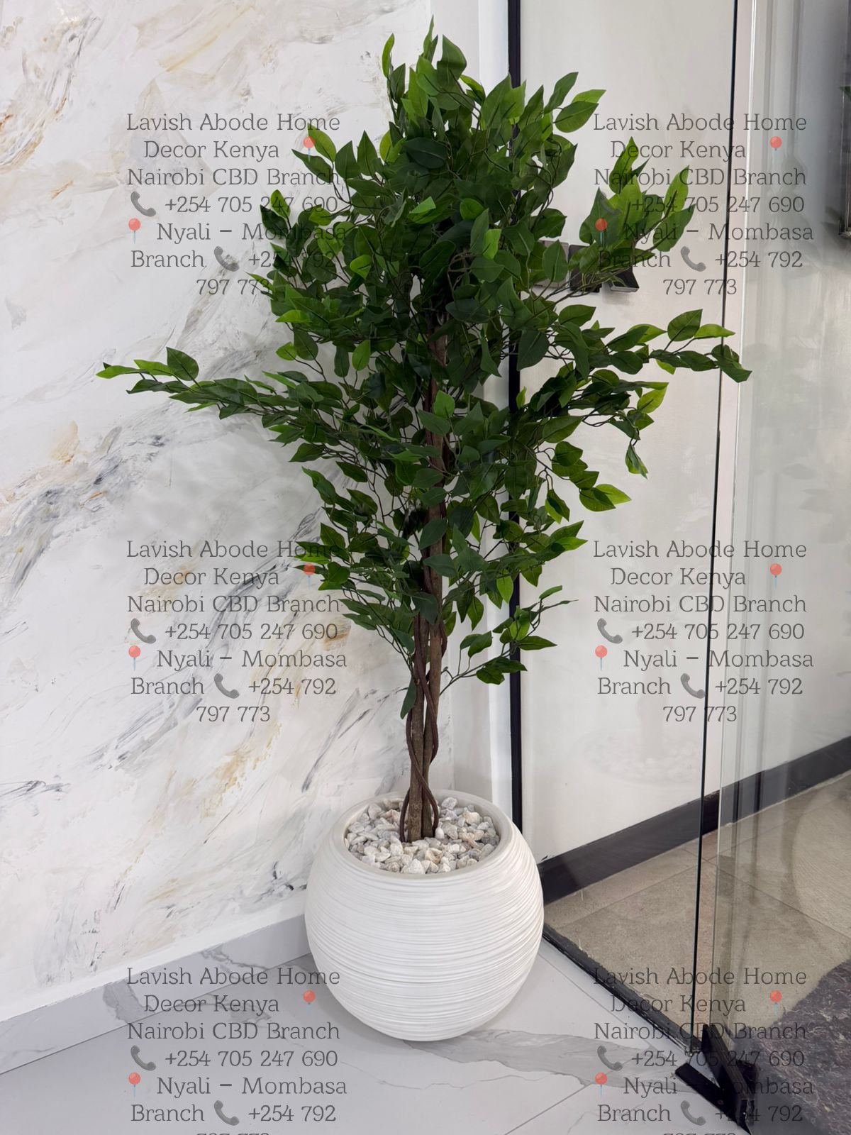 Artificial Jade Ficus Plant With Pot 160cm Realistic Plants Trees Flowers Indoor Tropical Home Shop -Office Gifting Décor Ambience Durable No Maintenance - Image 3